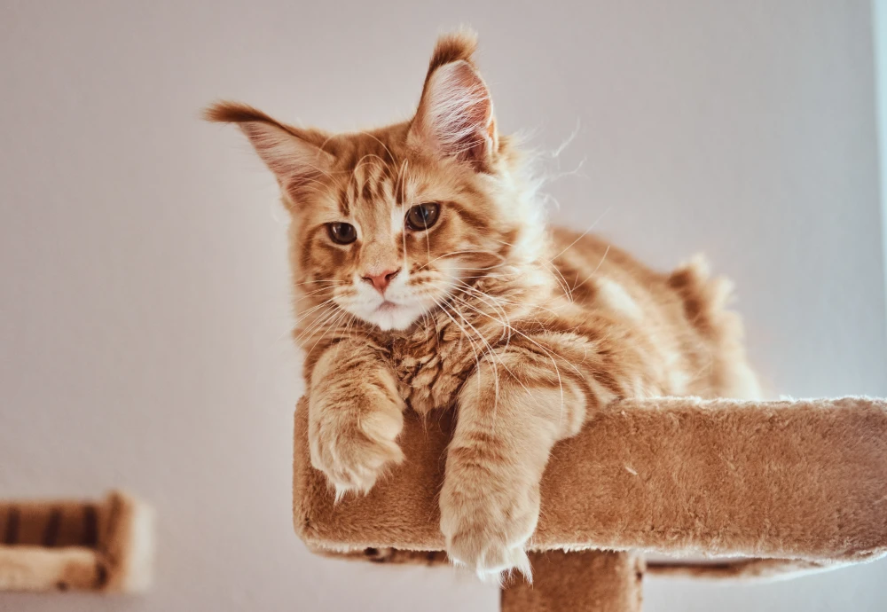 best in home cameras for pets