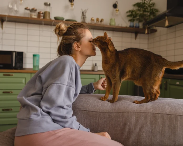 best automatic pet feeder for dogs