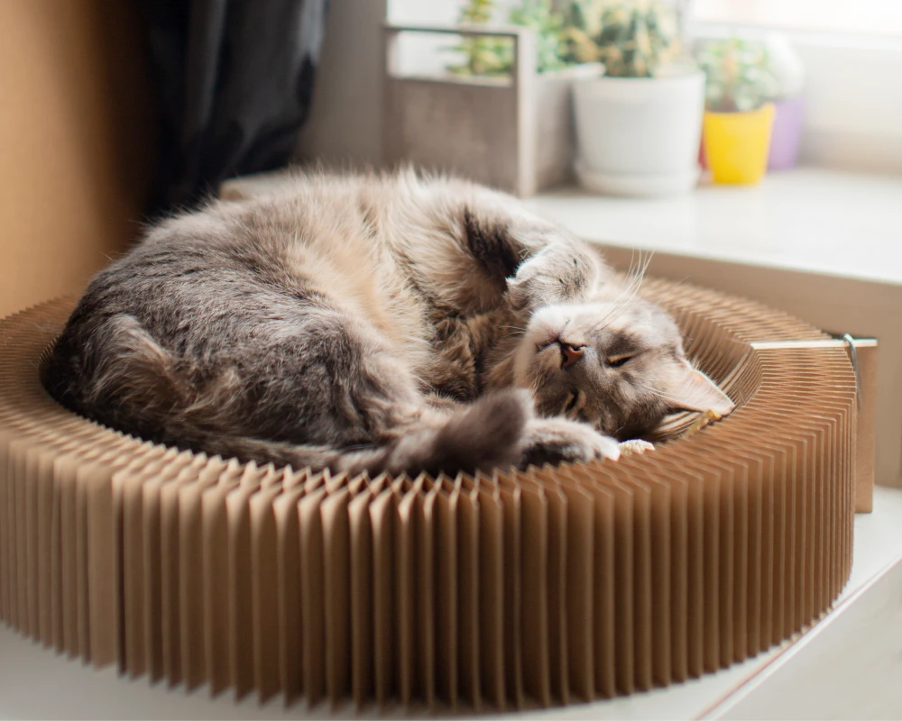 automatic dog water feeder