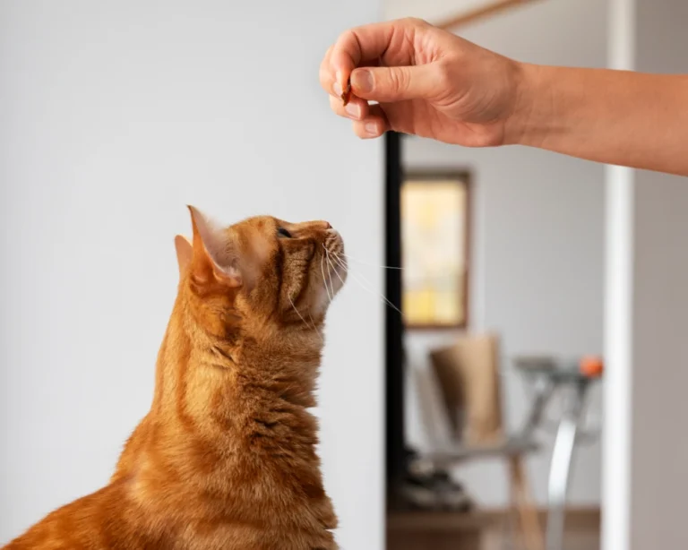 pet food and water dispenser
